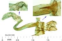 Aproaerema cinctella