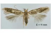 Bryotropha senectella