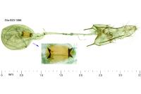 Bryotropha senectella