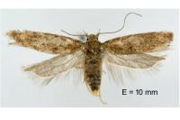 Scrobipalpa amseli