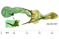 Scrobipalpa amseli