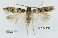 Caryocolum alsinellum
