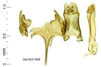 Caryocolum alsinellum