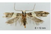 Recurvaria leucatella