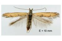 Mesophleps trinotella