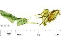Mesophleps trinotella