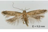 Stomopteryx remissella