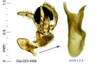 Stomopteryx remissella