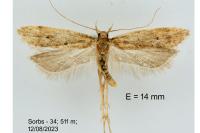 Helcystogramma lutatella