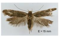 Anacampsis timidella