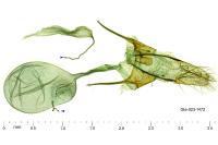 Anacampsis timidella