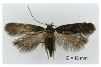 Stomopteryx