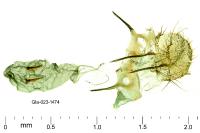 Stomopteryx