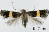Elachista chrysodesmella