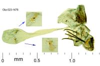 Elachista chrysodesmella