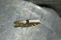 Argyresthia spinosella