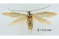 Coleophora cyrniella