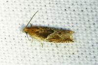 Ancylis comptana