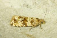 Celypha cespitana