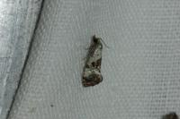 Neocochylis hybridella