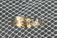 Endothenia gentianaeana