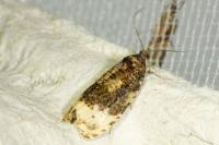 Hedya ochroleucana