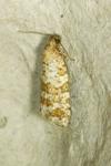 Isotrias stramentana