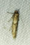 Blastobasis phycidella