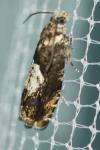 Pammene albuginana