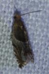 Ancylis comptana