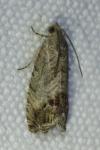 Cydia splendana