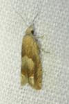 Eucosma conterminana