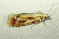 Rhyacionia buoliana