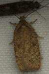 Agonopterix scopariella