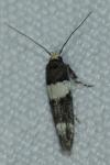 Recurvaria leucatella