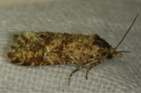 Aethes margarotana