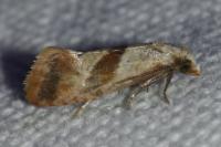Falseuncaria ruficiliana