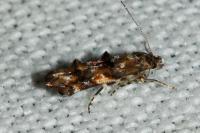 Mompha miscella
