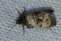 Cochylichroa atricapitana