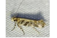 Aristotelia decoratella