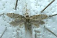 Ateliotum petrinella