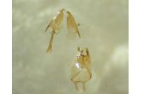 Ateliotum petrinella