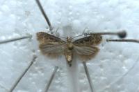 Gelechia sororculella