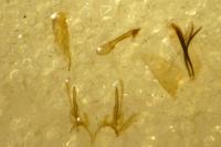 Gelechia sororculella