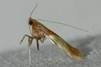 Caloptilia robustella