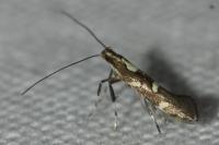 Calybites phasianipennella