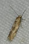 Mompha epilobiella