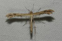 Oxyptilus