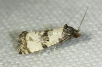 Cochylichroa atricapitana