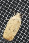 Agonopterix irrorata
